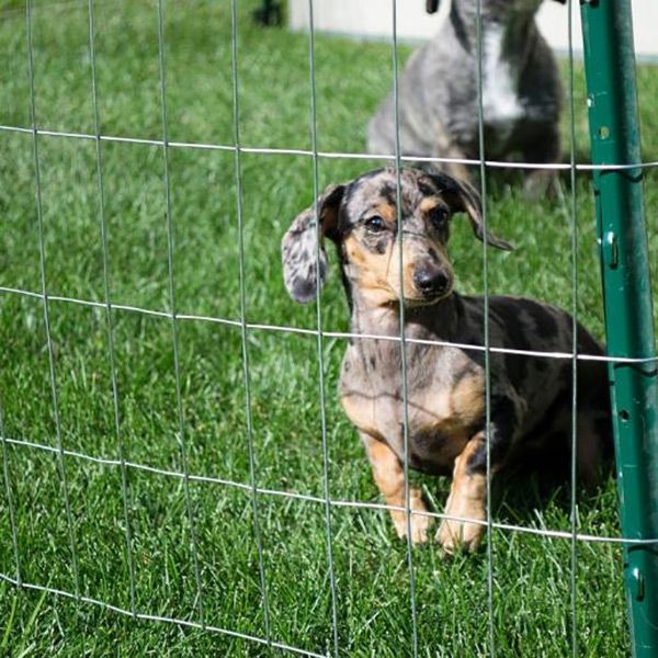 Welded wire mesh